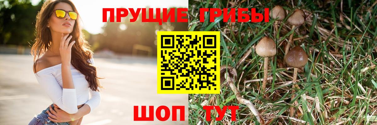 Гусев  Галлюциногенные грибы GOLDEN TEACHER  Вход с VPN 